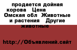 продается дойная корова › Цена ­ 35 000 - Омская обл. Животные и растения » Другие животные   